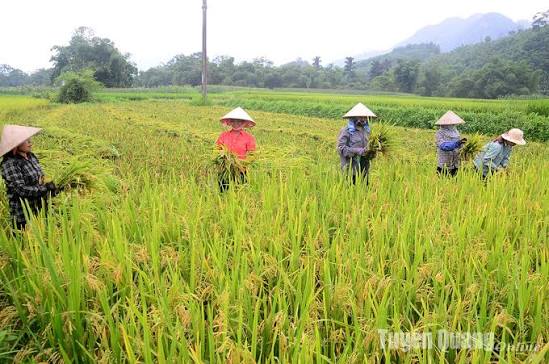 Paddy Receiving and Drying