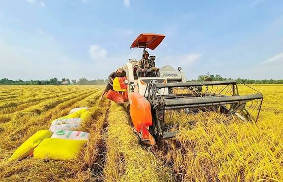 Rice Sourcing & Quality Selection