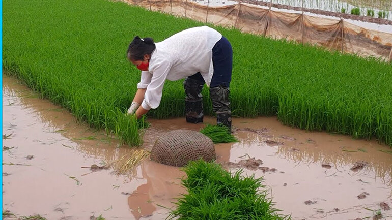 Sowing