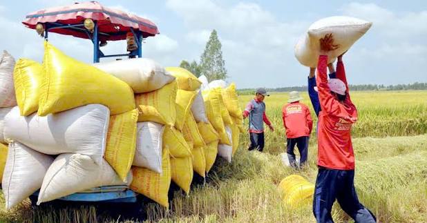 Cultivation and Harvesting