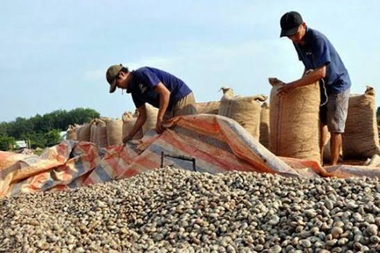Raw Cashew Reception, Drying & Storage