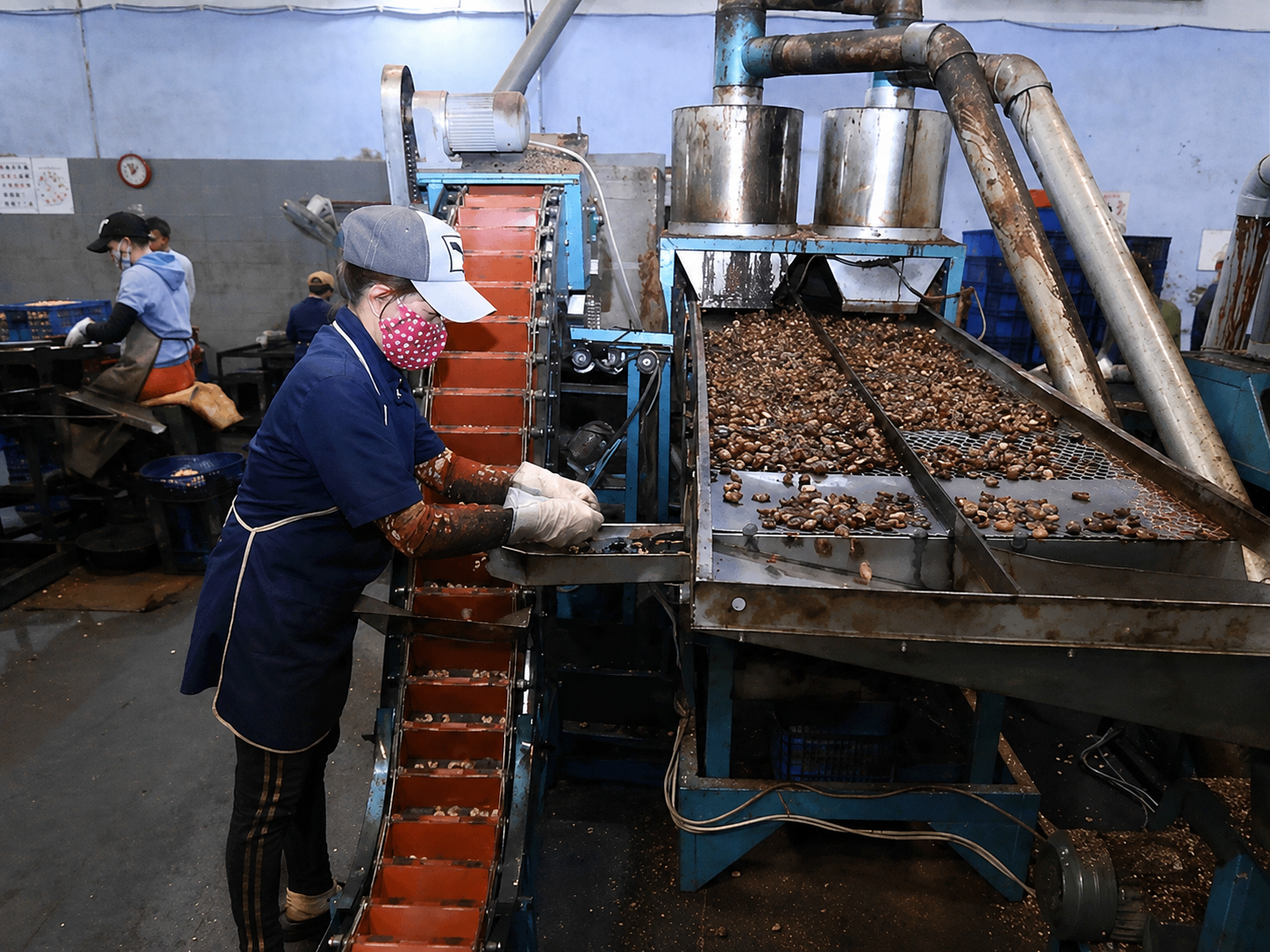 Sieving, Roasting & Mechanical Shelling