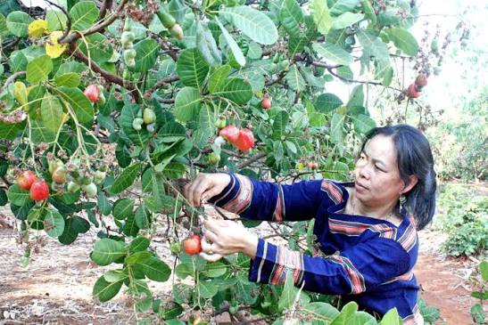 Raw Cashew Sourcing & Harvesting