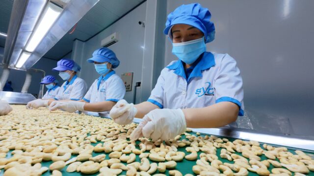 Raw Cashew Reception & Quality Screening