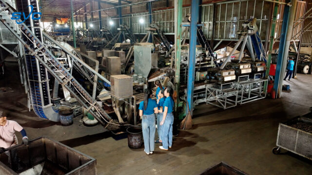 Steam Sterilisation & Precision Shelling