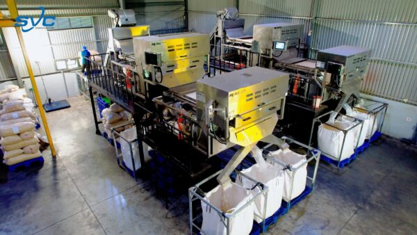 Peeling, Optical Sorting & Commercial Grading