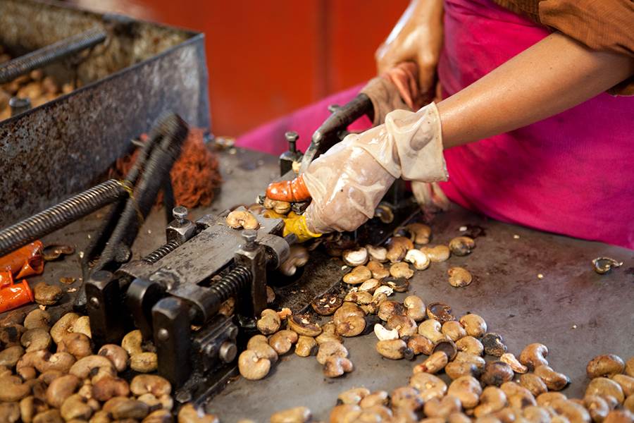 Shelling & Kernel Recovery