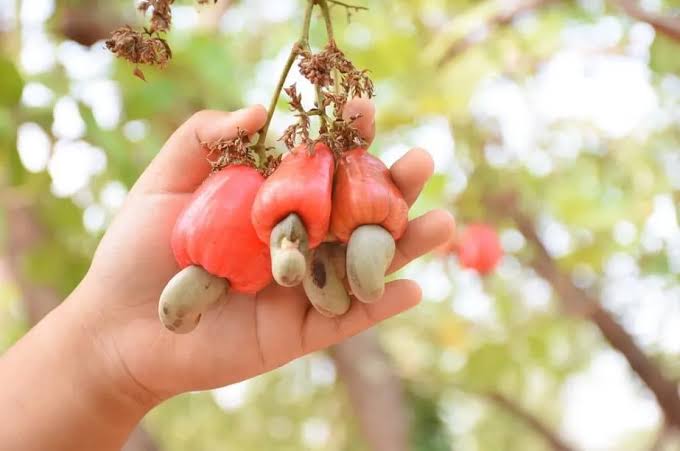 Thu mua và kiểm tra hạt điều thô