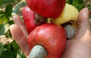Global Sourcing & Raw Material Selection