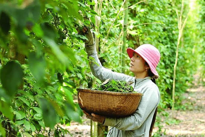 Sourcing & Raw Material Selection