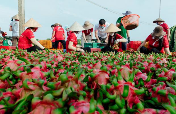 HARVEST FRUIT AT HP FARM AND QUALIFIED LOCAL FARM