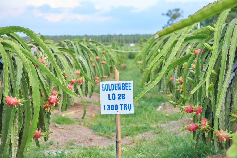 Dragon fruit growing area