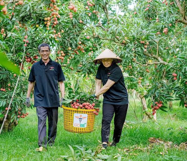 Lychee growing area