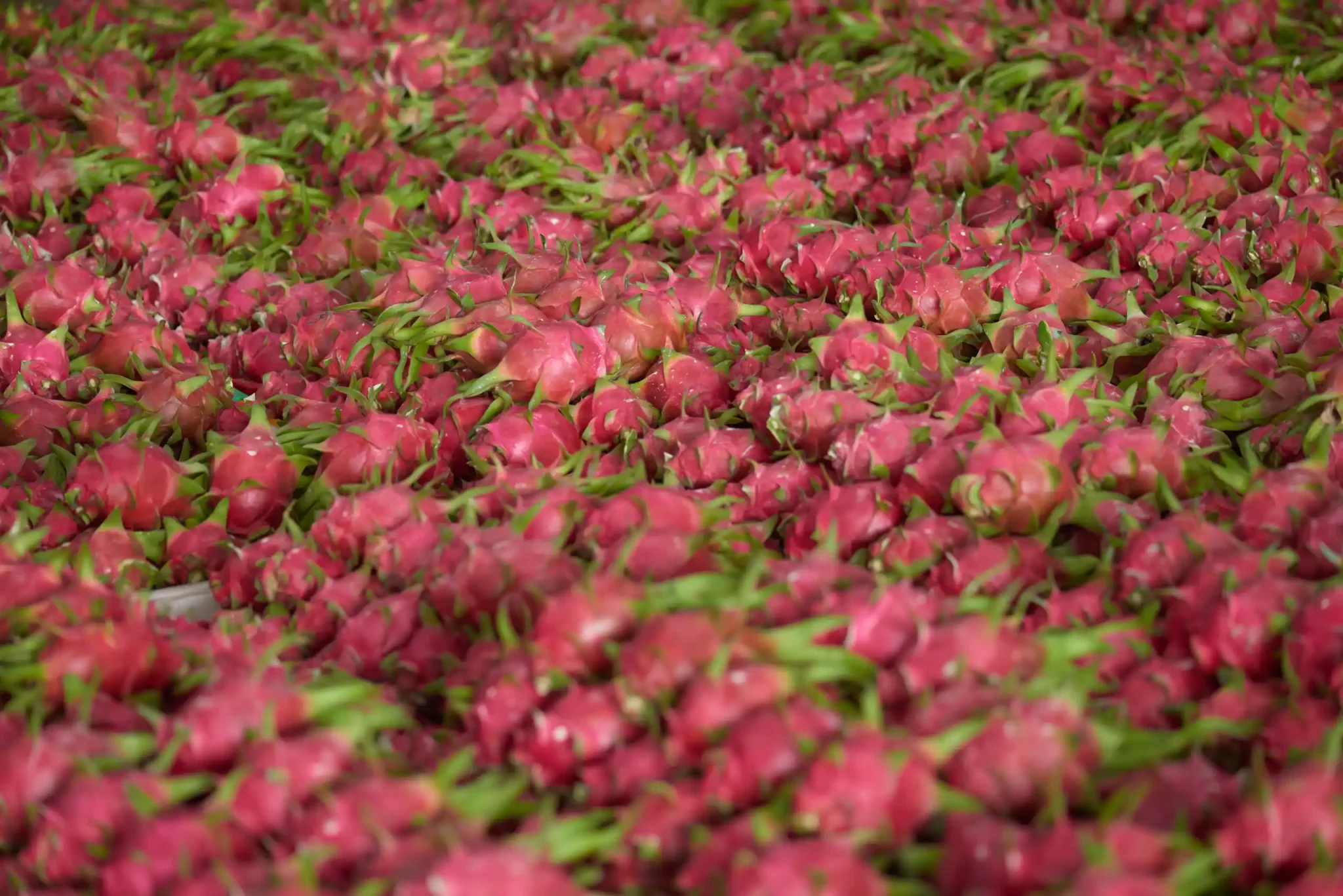 Rapid Transfer from Farm to Packing House