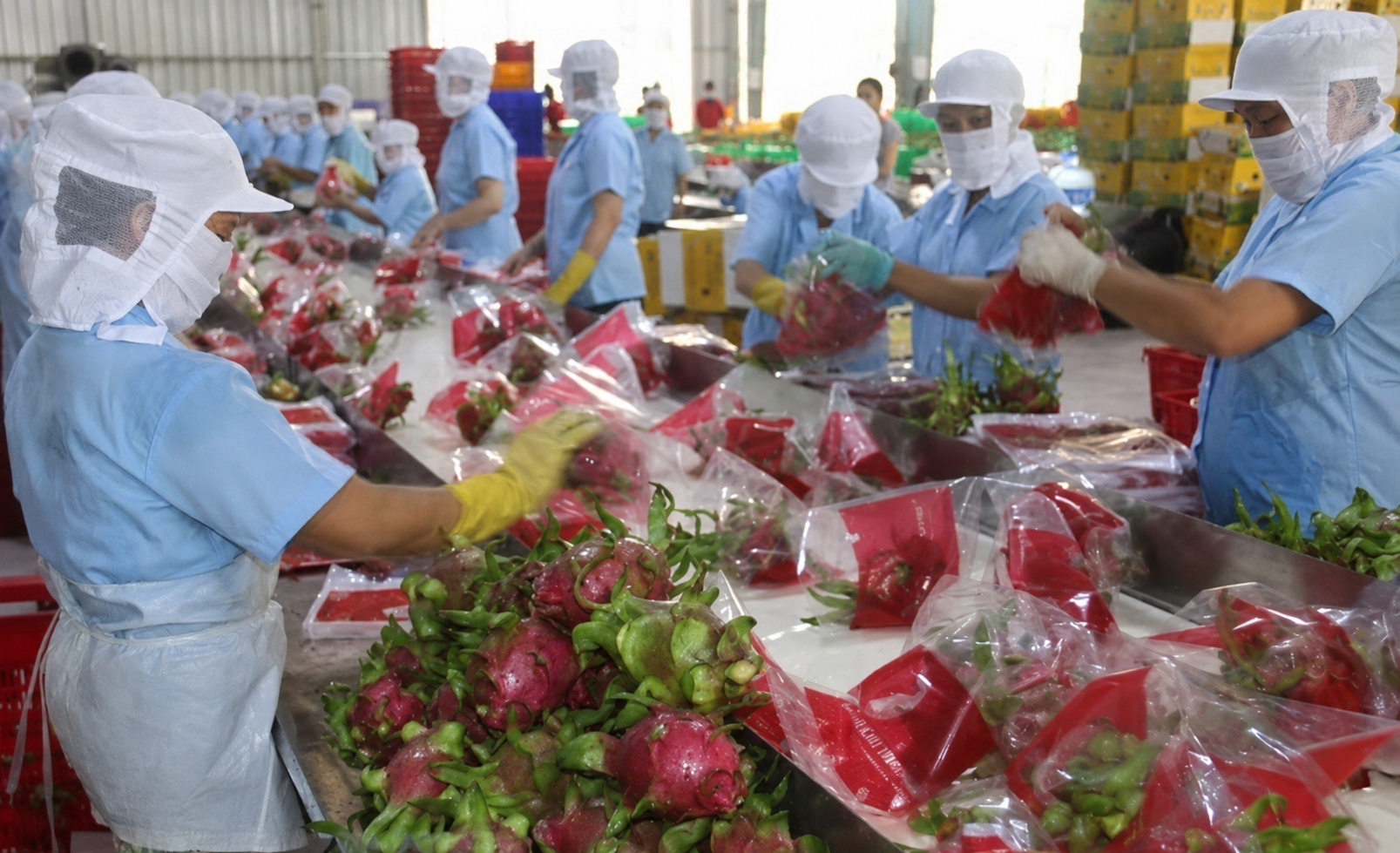 Selection, Grading & Export Packing