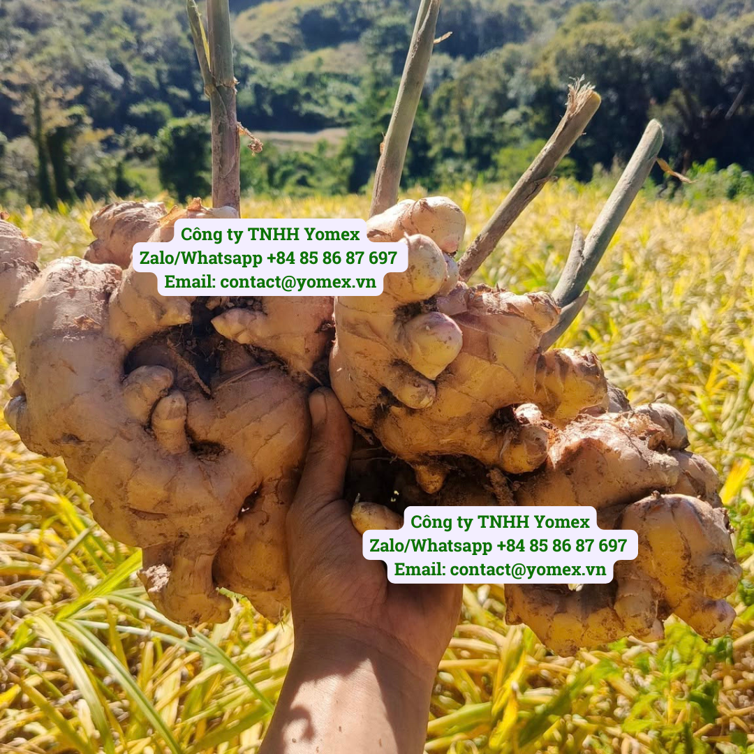 Vùng trồng gừng