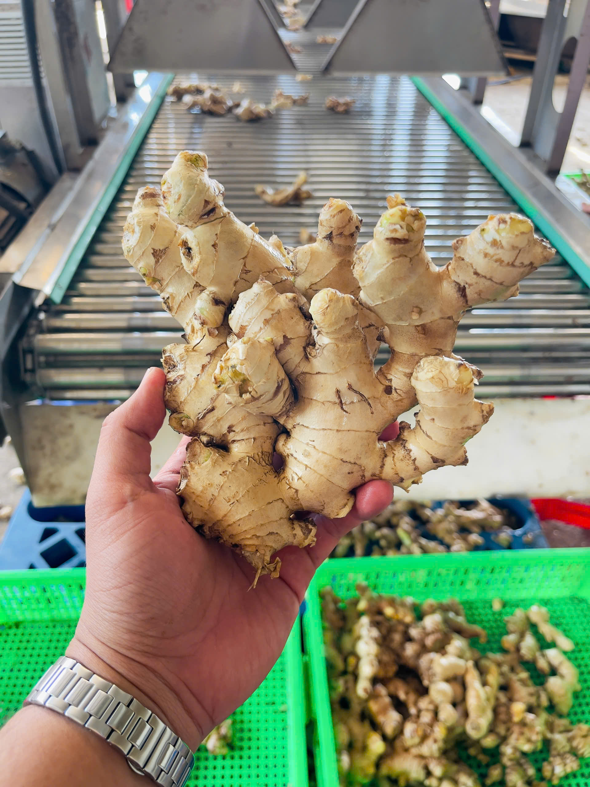 Nhà máy & vùng trồng 5