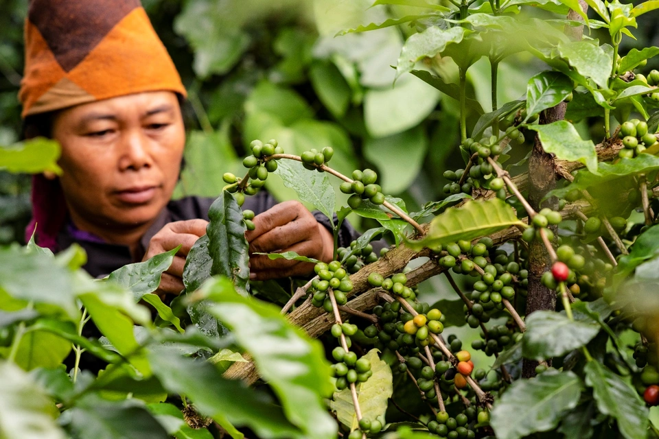 Lựa chọn nông trại và nhà cung cấp