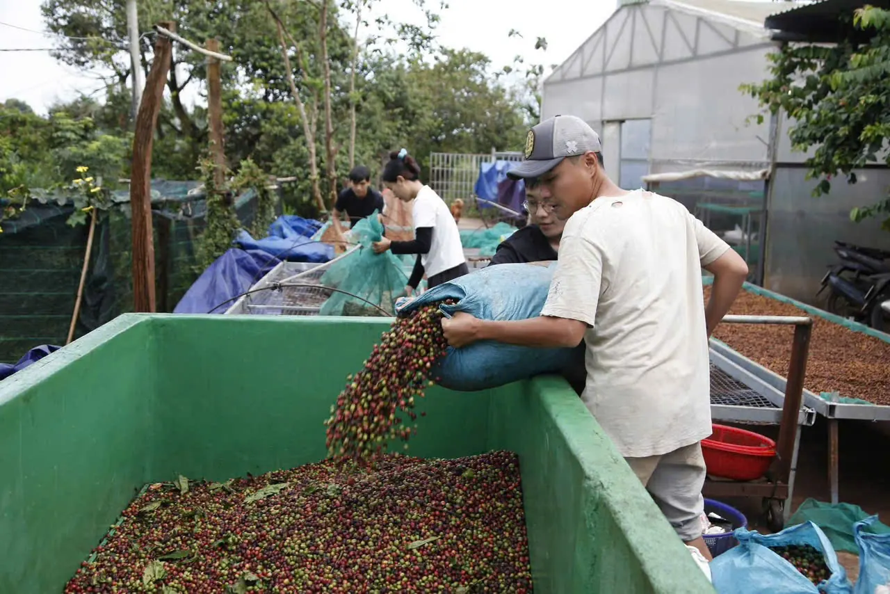 Thu hoạch và chế biến cà phê cherry